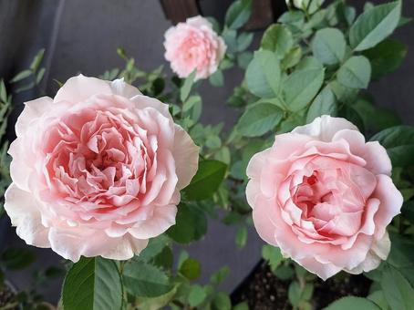 ベランダのバラ・ローブデコルテ バラ,薔薇,ローブデコルテの写真素材