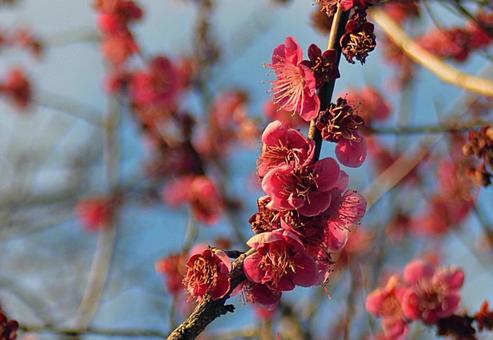 梅の花1 梅の花1の写真