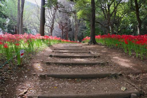 彼岸花 ヒガンバナ,花,赤色の写真素材