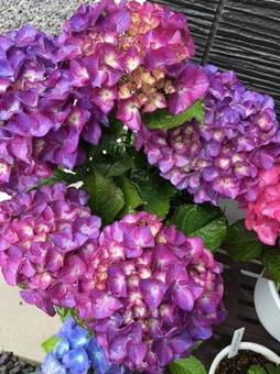 Photo, hydrangea, black diamond, flower, 