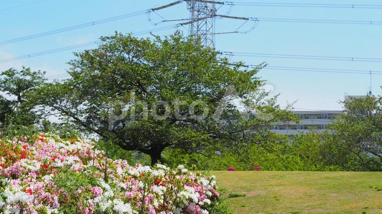 春のなぎさ公園・ツツジ＆新緑（江戸川区） 春,ツツジ,花の写真素材