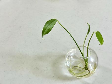 観葉植物2 観葉植物2の写真