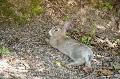 大久野島　野ウサギ749 うさぎ,ウサギ,動物の写真素材