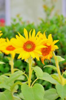 公園で見つけた元気なひまわり ひまわり,向日葵,フラワーの写真素材