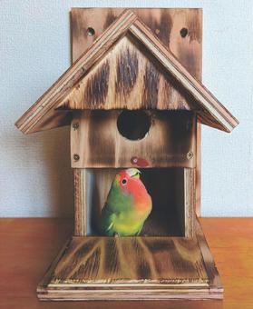 鳥小屋 嬉しい コザクラインコ 鳥小屋 嬉しい コザクラインコ 鳥小屋,巣箱,手作りの写真素材