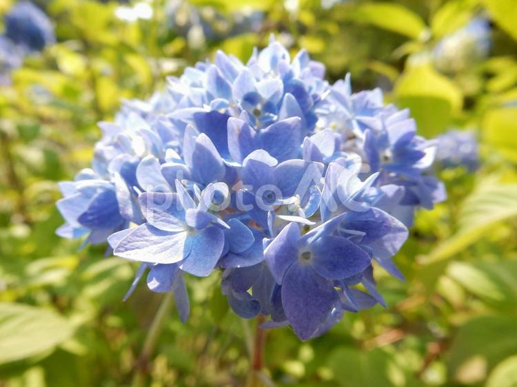 【花の写真】紫陽花の花 紫陽花,アジサイ,あじさいの写真素材