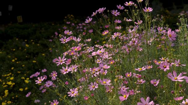 【花の写真】コスモス 【花の写真】コスモス 秋の風景,コスモス,コスモス畑の写真素材