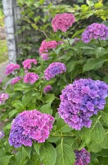 Photo, hydrangea, hydrangea village, june, 