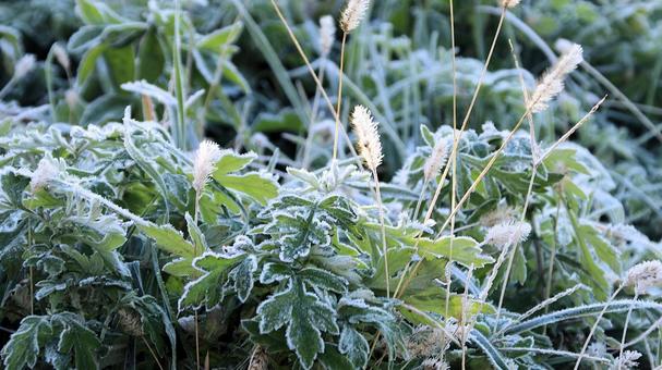 真っ白な霜が降りた11月の河口湖の朝 霜,朝,秋の写真素材