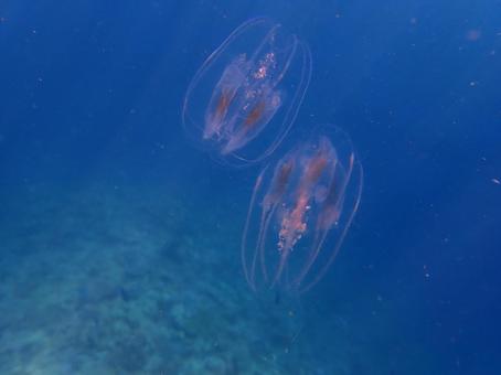 カブトクラゲ カブトクラゲの写真