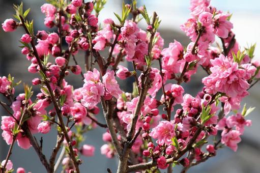 ハナモモ・花桃・Peach ハナモモ・花桃・Peachの写真