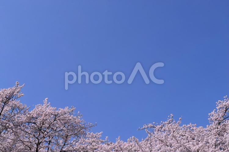 桜と青空　東坂戸団地桜並木　埼玉県坂戸市 空,青,桜の写真素材