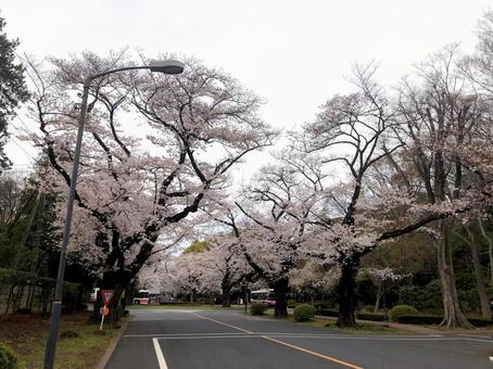 東京、春の桜 東京、春の桜の写真