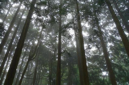 霧に包まれる森 霧に包まれる森 森,霧,森林の写真素材