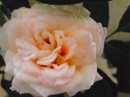 Photo, rose, flowering, to color, 