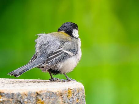 シジュウカラのアップ シジュウカラ,野鳥,鳥の写真素材