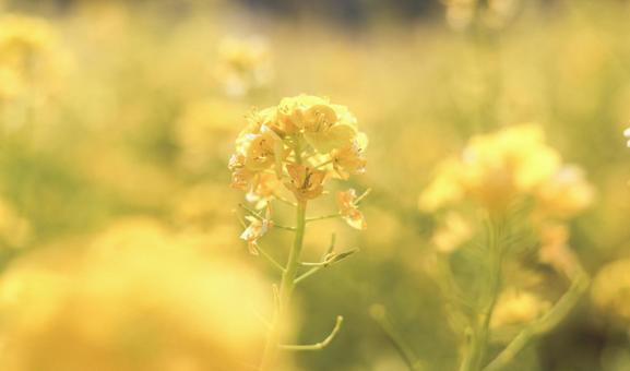 菜の花の写真