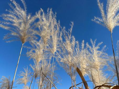 青空とススキ ススキ,すすき,青空の写真素材