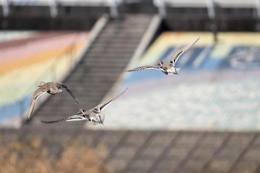 飛翔するカモ 飛翔するカモ カモ,飛翔,野鳥の写真素材