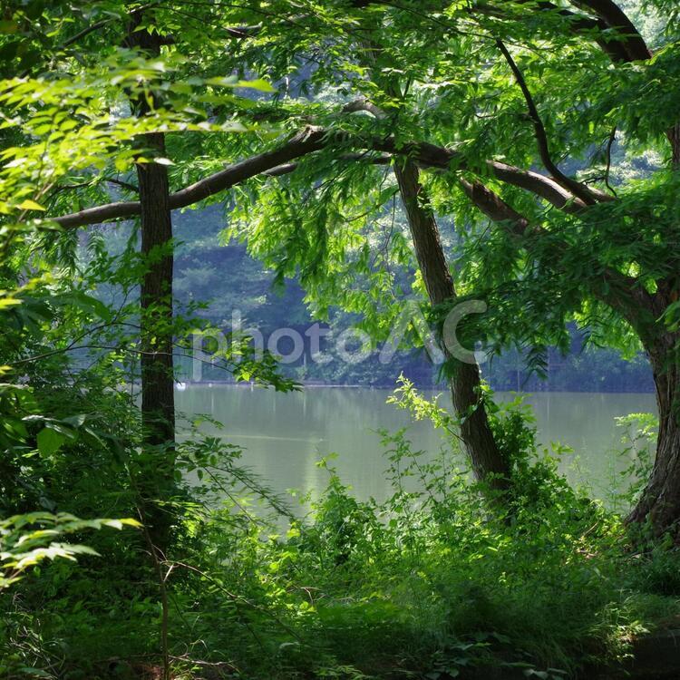 石神井公園内の池 石神井公園,池,風景の写真素材