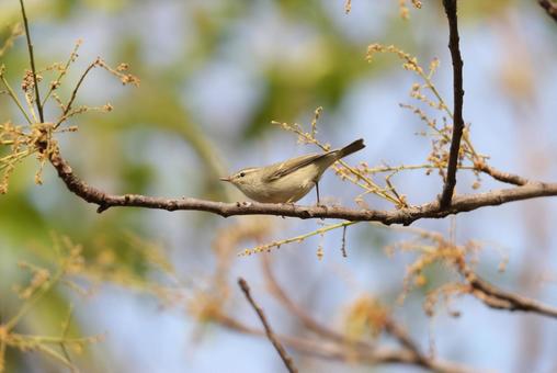 ヤナギムシクイ ヤナギムシクイの写真