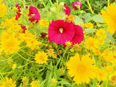 道端のかわいい花々の写真