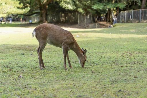 Deer in Nara Park 8, JPG