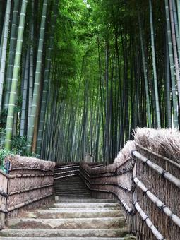 京都の竹林 京都の竹林の写真