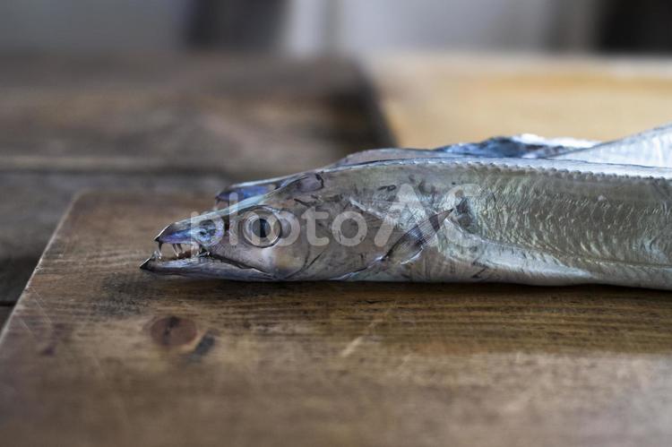 おしゃれなまな板の上のタチウオ_立ち姿 タチウオ,太刀魚,たちうおの写真素材