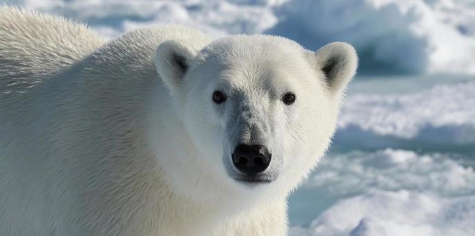 氷の上でこちらを見るホッキョクグマ 氷の上でこちらを見るホッキョクグマの写真