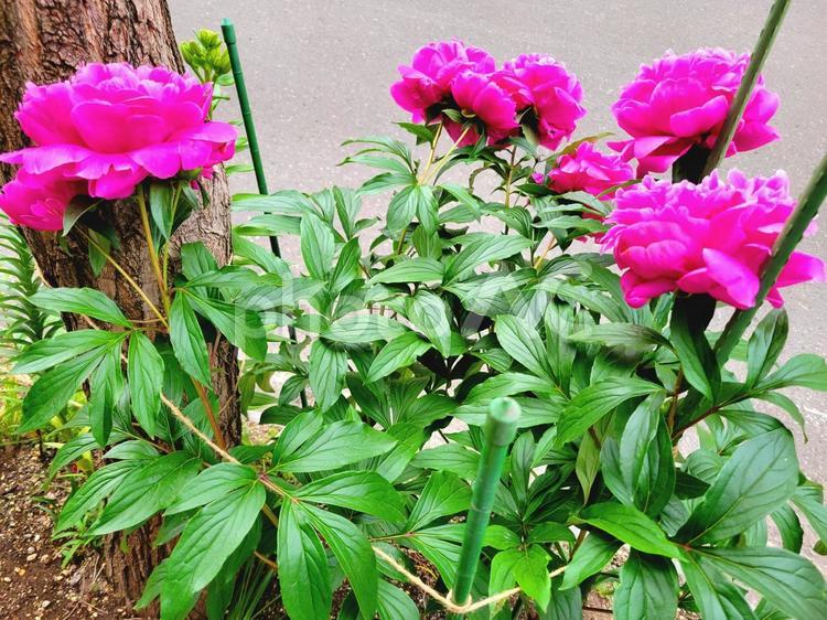 シャクヤクの花　芍薬 しゃくやく,花,植物の写真素材