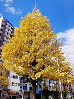 イチョウ イチョウ,銀杏,黄色の写真素材
