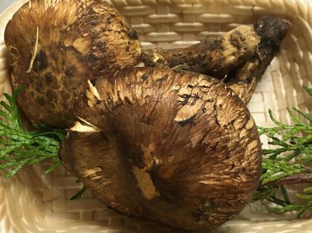 松茸2本 松茸2本 まつたけ,松茸,きのこの写真素材