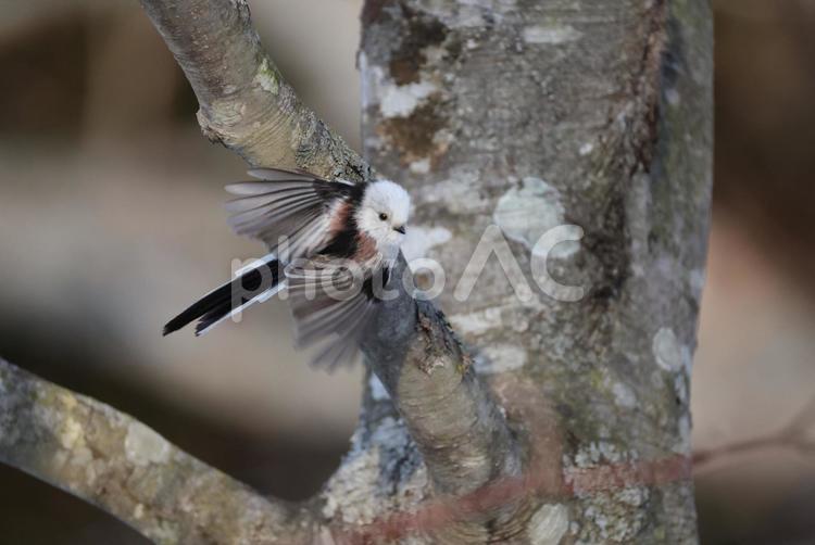 シマエナガ シマエナガ,エナガ,野鳥の写真素材