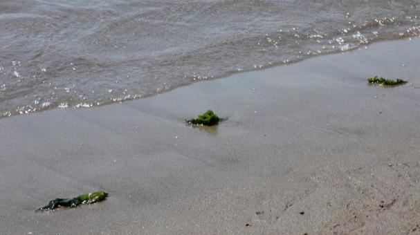 Photo, natation dans la mer, la côte, mer, 