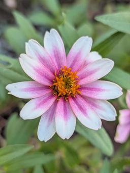ジニアの花 7 ジニアの花 7の写真