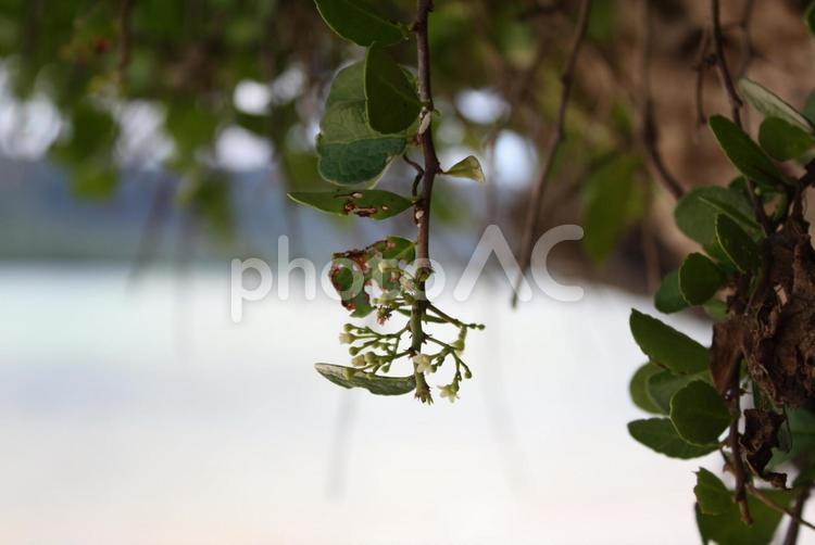 南国の小さい花 沖縄,石垣島,赤の写真素材