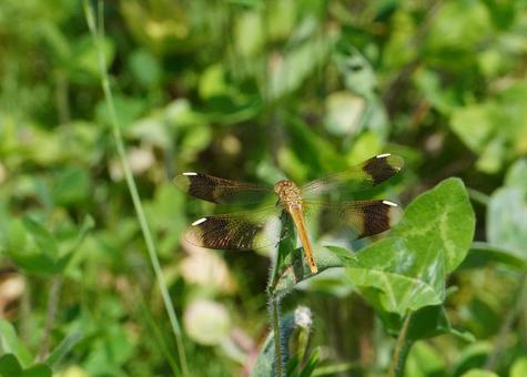 ミヤマアカネ未成熟個体 ミヤマアカネ未成熟個体 ミヤマアカネ,トンボ,dragonflyの写真素材