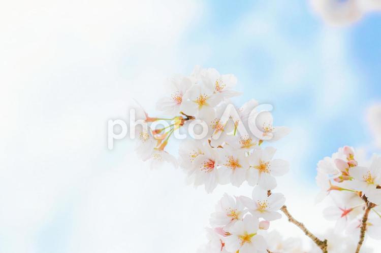 桜と青空の背景素材 桜,ソメイヨシノ,花の写真素材