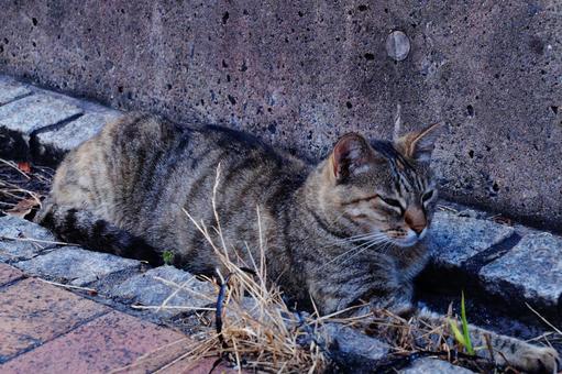ノラ猫 ノラ猫の写真