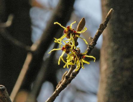 オオバマンサクの写真