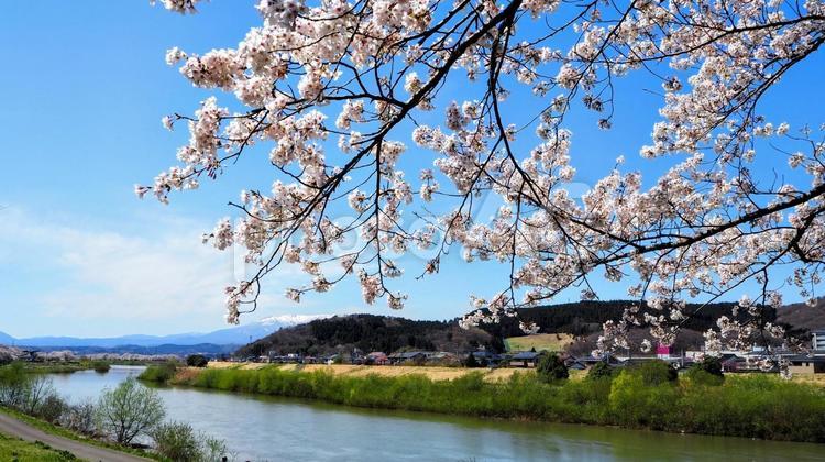 春の一目千本桜＆蔵王連峰・宮城県大河原町 春,桜,白石川堤の写真素材