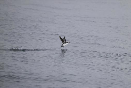 マダラウミスズメの写真