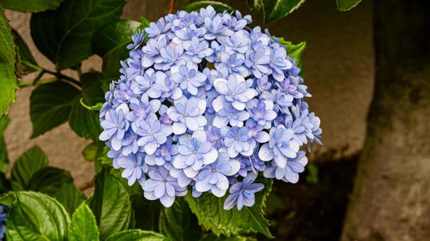Blue hydrangea flower macro photography, JPG