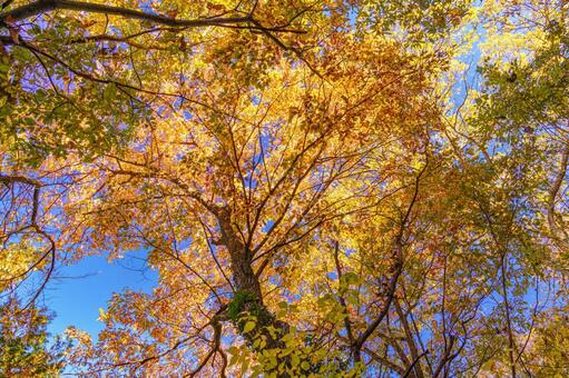 青空に映える紅葉 風景,青空,自然の写真素材
