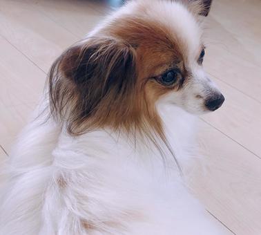 パピヨン パピヨンの写真