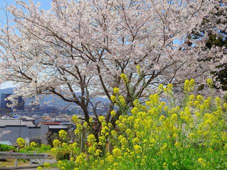 菜の花と桜の春の風景 菜の花と桜の春の風景 春,さくら,菜の花の写真素材