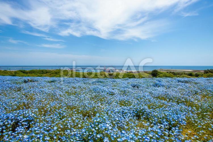 ひたち海浜公園　ネモフィラ ネモフィラ,ひたち海浜公園,春の写真素材