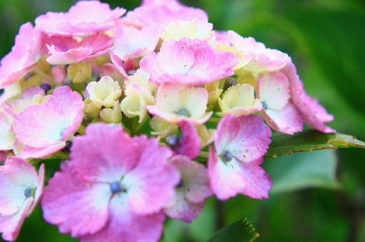 紫陽花のドアップでガクガク祭り 紫陽花のドアップでガクガク祭り 紫陽花,あじさい,ガクアジサイの写真素材