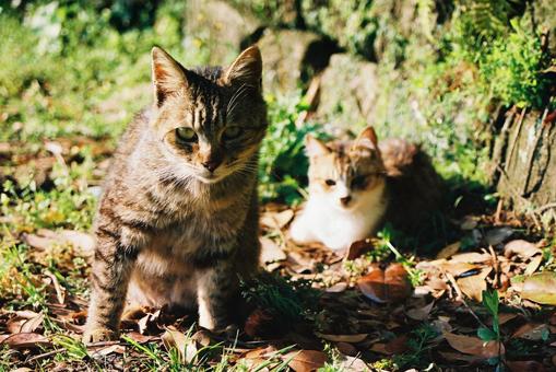 猫3 猫3 猫,野良猫,動物の写真素材